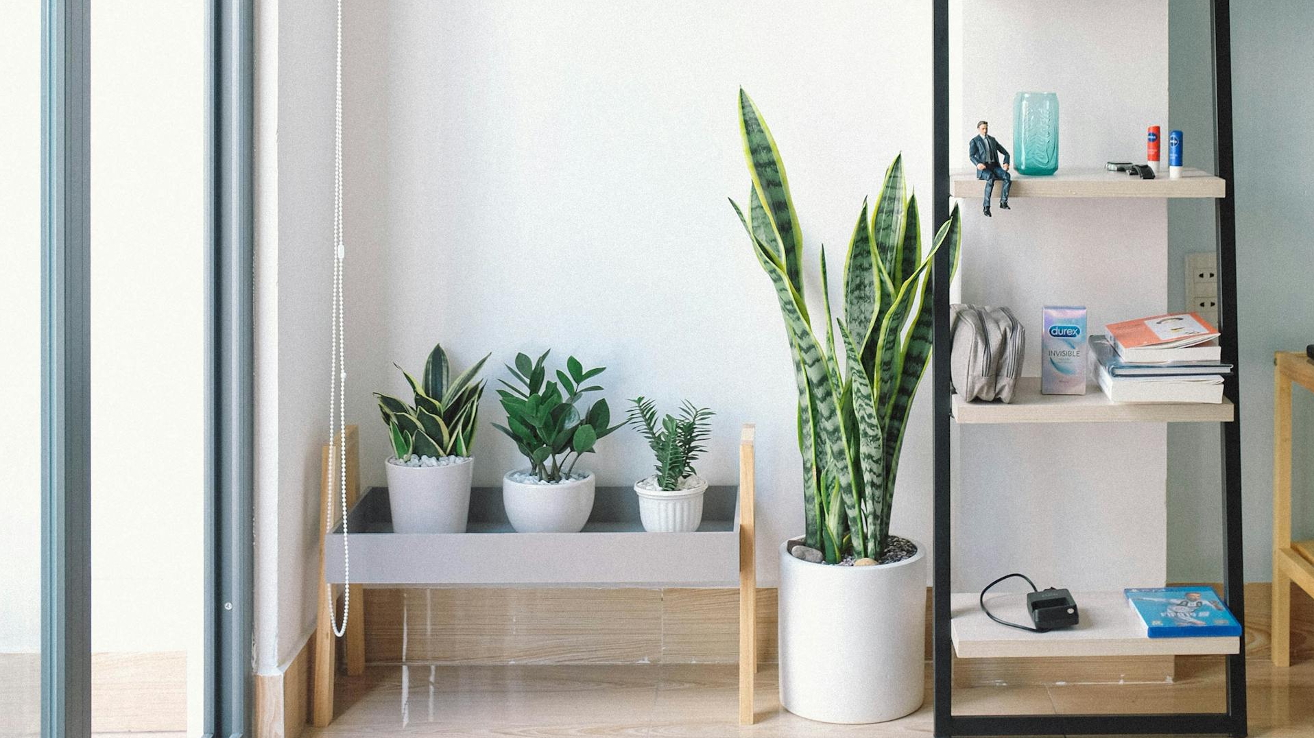 घर के अंदर रखा हुआ छोटा और सुंदर स्नेक प्लांट।